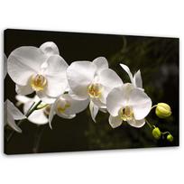 Feeby drobės spaudinys, baltos orchidėjos juodame fone 60x40 balta/juoda