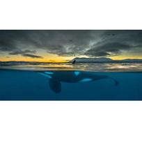 RELIABLI ART Wall Art Canvas Pintings Landscap Picture Sunset Fish Posters And Prints For Living Room Decoration No Frame 20cm×40cm NoFrame