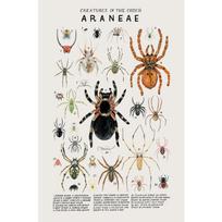Woodland Animals Genus Generic evolution Nursery Posters Child Educate Prints Canvas Painting Wall Art Pictures Room Home Decor 21cm×30cm NoFrame