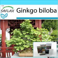 SAFLAX - Dovanų rinkinys - Bonsai - Mergelės plaukų medis - 4 sėklos - Su dovanų dėžute, kortele, etikete ir vazono substratu - Ginkgo biloba