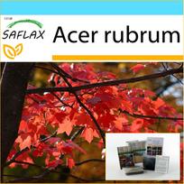 SAFLAX – Dovanų rinkinys – Raudonasis klevas – 20 sėklų – Su dovanų dėžute, kortele, etikete ir vazono substratu – Acer rubrum