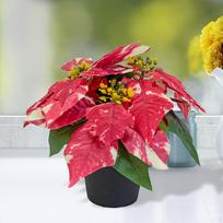 Dirbtinis Kalėdų puansetijos augalas, Bonsai, Stalo ornamentas, Dekoratyvinis Style A