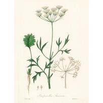 Vintažinis Botaninis Modernus Lauko Gėlių Meno Plakatas Drobės Tapyba Sienų Spaudiniai Paveikslas Svetainei Namų Dekoravimas 21cm×30cm NoFrame gray