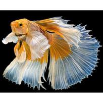 Deimantinis paveikslas Meilės žuvis 5d deimantų siuvinėjimas Animacinis deimantinis mozaikos dygsnis kryželiu 20X30CM orange