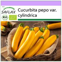 SAFLAX Ekologiškos cukinijos - Cukinija - Gold Rush - 5 sėklos - Cucurbita pepo