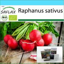 SAFLAX Dovanų rinkinys – Ekologiškas – Ridikėlis – Vyšnių varpelis – 100 sėklų – Su dovanų dėžute, kortele, etikete ir vazono substratu – Raphanus sativus