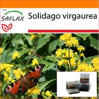 SAFLAX - Sodas maiše - Goldenrod - 100 sėklų - Su substratu tinkamame stovimame maišelyje - Solidago virgaurea