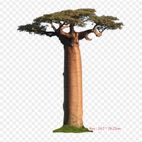 Baobabų alėja S Adansonia Rubrostipa Užlyginami šiluma šilkografijos vinilo lopai lipdukai drabužiams DIY aplikacijos plaunami lopai black