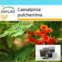 SAFLAX - Dovanų rinkinys - Meksikos rojaus paukštis - 10 sėklų - Su dovanų dėžute, kortele, etikete ir vazono substratu - Caesalpinia pulcherrima