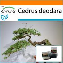 SAFLAX Sodas maiše – Bonsai – Indijos kedras – 35 sėklos – Su substratu tinkamame stovimame maišelyje – Cedrus deodara