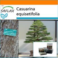 SAFLAX Sodas maiše – Bonsai – Jūrinė geležies mediena – 200 sėklų – Su substratu tinkamame stovimame maišelyje – Casuarina equisetifolia