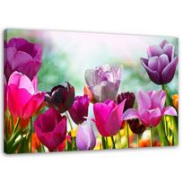 Canvas print, Coloured tulips on a meadow 60x40 rožinė