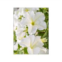 Baltos gėlės augalo sienos meno paveikslai drobės tapyba pavasario šviežias kraštovaizdis plakatas ir spaudinys moderniam svetainės namų dekoravimui 30X40cm No Frame beige
