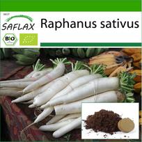 SAFLAX – Ekologiški – Ridikėliai – Mooli Minowase – 100 sėklų – Su vazoniniu substratu geresniam auginimui – Raphanus sativus