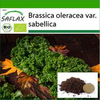 SAFLAX Ekologiškas - Lapinis kopūstas - Westland Winter - 70 sėklų - Su substratu geresniam auginimui - Brassica oleracea