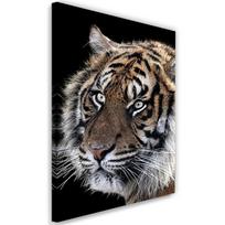 Drobės spaudinys, Tigras juodame fone 40x60 ruda