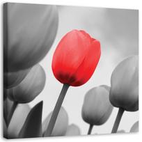 Canvas print Red tulip flower 30x30 raudona