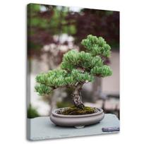 Canvas print Bonsai Tree Plant Nature 40x60 žalia