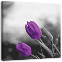 Canvas print Flowers Purple Tulips 30x30 violetinė