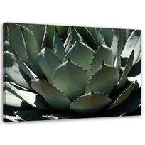 Canvas print Succulent Plant Green 60x40 žalia