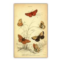 Retro art insect evolution printing canvas painting beautiful Butterfly wall art poster office living room home decoration mural No Frame 21*30cm No Frame