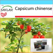 SAFLAX Dovanų rinkinys - Čili - Habanero Antilles Red - 10 sėklų - Su dovanų dėžute, kortele, etikete ir vazono substratu - Capsicum chinense