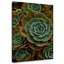 Canvas print, Succulent green flower 40x60 žalia