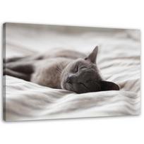 Canvas print, Sleeping Cat 60x40 pilka spalva
