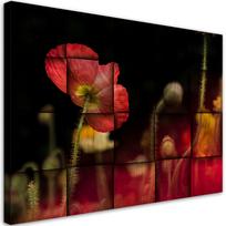 Canvas print Red poppy flower 60x40 raudona