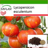 SAFLAX - Pomidoras - Tigerella - 10 sėklų - Su vazoniniu substratu geresniam auginimui - Lycopersicon esculentum