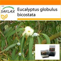SAFLAX Sodas maiše – Tasmanijos mėlynė – 100 sėklų – Su substratu tinkamame maišelyje – Eucalyptus globulus