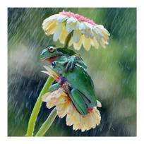 DIY 3D Diamond Painting Rain Frogs Embroidery Cross Craft Stitch Home Decor Full Round 20x20CM