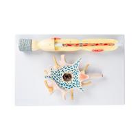 Neuron Amplification Model, Human Anatomy Model, Neuronal Cell Body and Nerve Fiber Structure Amplification Model Teach beige