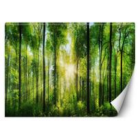 Wallpaper Sun Forest Nature 100x70 žalia