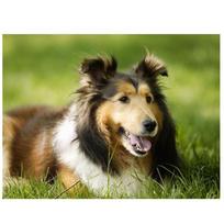Diamond Embroidery German Shepherd Diamond Painting Dog Cross Stitch Christmas Decoration for Home 20X30CM
