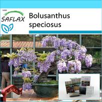 SAFLAX – Dovanų rinkinys – Bonsai – Afrikinis visterijos medis – 15 sėklų – Su dovanų dėžute, kortele, etikete ir vazono substratu – Bolusanthus speciosus