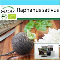 SAFLAX - Dovanų rinkinys - Ekologiškas - Ridikėlis - Juodasis ispaniškas apvalus - 100 sėklų - Su dovanų dėžute, kortele, etikete ir vazono substratu - Raphanus sativus