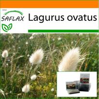 SAFLAX - Sodas maišelyje - Kiškio uodegos žolė - 100 sėklų - Su substratu tinkamoje stačią stovinčioje pakuotėje - Lagurus ovatus