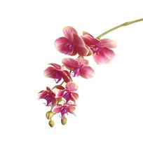 1 vnt. dirbtinių gėlių drugelių orchidėja „pasidaryk pats“ vestuvių vakarėlio darbalaukio dekoravimas tamsiai rausva spalva