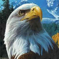 50X50CM 5D Diamond Painting Eagle Full square DIY Diamond Embroidery Animals Cross stitch Rhinestones Art Home decoration Full Round 50x50CM raudona