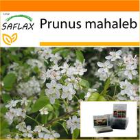 SAFLAX Sodas maiše – Mahalebo vyšnia – 30 sėklų – Su substratu tinkamame maišelyje – Prunus mahaleb