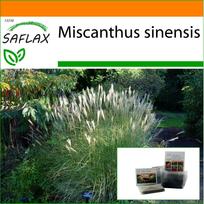 SAFLAX - Sodas maiše - Kinijos sidabrinė žolė - 200 sėklų - Su substratu tinkamame stovimame maišelyje - Miscanthus sinensis
