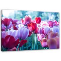 Canvas print Tulips Red Purple Flower 60x40 rožinė