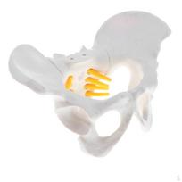 Mažo dydžio žmogaus moters skeleto modelis, 13 x 10 vienetų 9 cm white