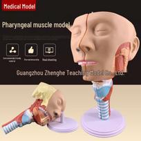 Laryngeal & Pharyngeal Muscle Anatomy Model: Includes Oral, Nasal Cavities & Tongue 23 x 15 x 12 cm