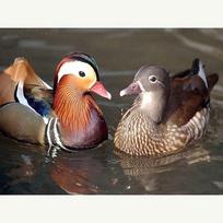 Visas 5D „pasidaryk pats“ deimantinis paveikslas animacinis filmas „Animal Duck“ siuvinėjimas kryželiu namų dekoras, rankų darbo dovana 25x30cm gray