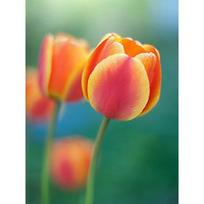 New 5D DIY Diamond Painting Tulip Diamond Embroidery Flower Cross Stitch Full Round Drill Crafts Home Decor Manual Gift Full Round 20x30CM red
