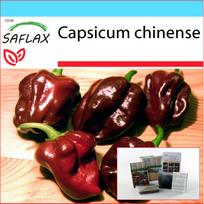 SAFLAX Dovanų rinkinys - Čili - Habanero šokoladas - 10 sėklų - Su dovanų dėžute, kortele, etikete ir vazono substratu - Capsicum chinense