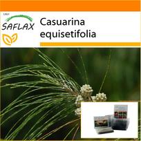 SAFLAX - Garden in the Bag - Horsetail Tree - 200 seeds - With substrate in a fitting stand up bag - Casuarina equisetifolia