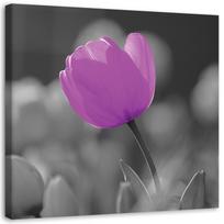 Canvas print Tulip Blossom Purple 30x30 violetinė